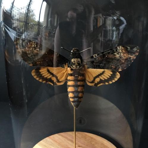Schedelsfinxvlinder Acherontia Atropos XL Globe, Verzamelen, Dierenverzamelingen, Nieuw, Opgezet dier, Insect, Ophalen of Verzenden
