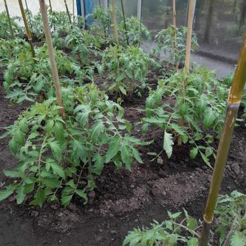 Rozen Tomaten planten