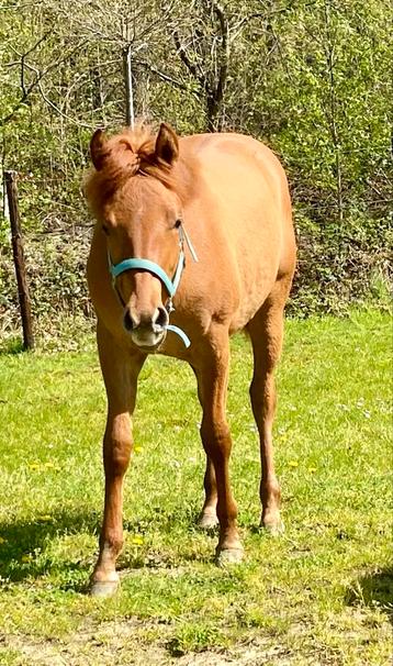 Quarter Horse merrie , 1 jaar, Red dun