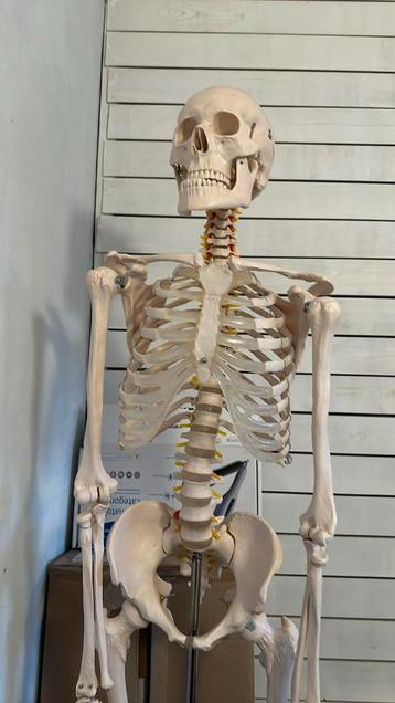 Skelet anatomie