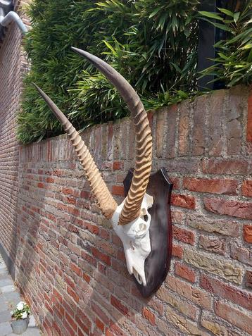 Crâne de Waterbuck, grandes cornes, taxidermie, Afrique en p
