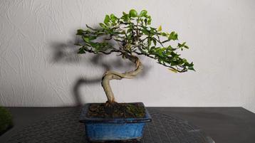 2 bonsai + pot