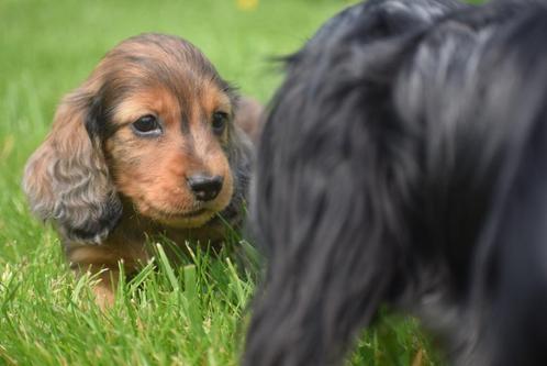 Prachtige Teckel pups beide ouders aanwezig 🐾, Dieren en Toebehoren, Honden | Teckels en Dashonden, Meerdere dieren, Korthaar