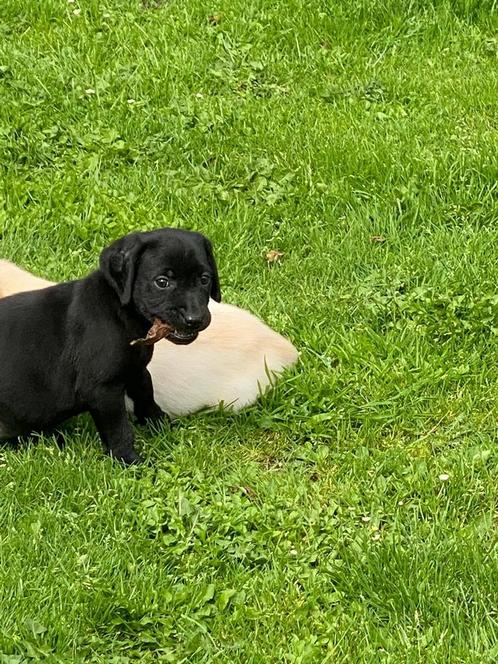 Chiots du Labrador, Animaux & Accessoires, Chiens | Retrievers, Épagneuls & Chiens d'eau, Plusieurs animaux, Labrador retriever