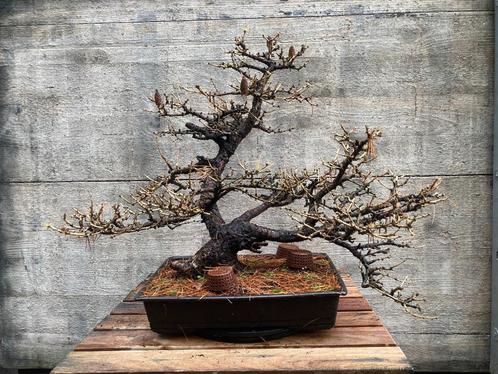 Yamadori bonsai lork (Larix decidua), Tuin en Terras, Planten | Bomen, Overige soorten, Minder dan 100 cm, Volle zon, Ophalen