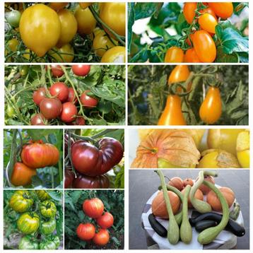 Potplanten met courgette/pompoen/tomaten