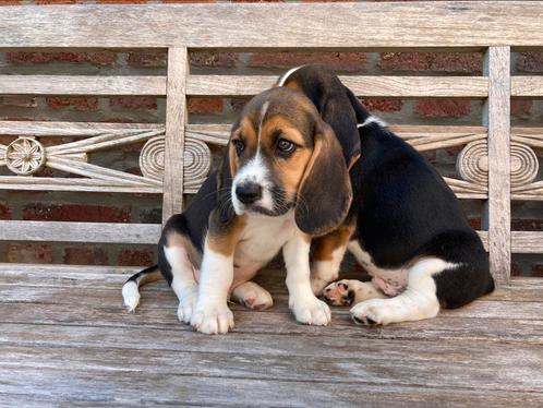 Beagle pups  (geen grote hondenkennel), Dieren en Toebehoren, Honden | Beagles, Bassets en Lopende honden, Meerdere dieren, Beagle
