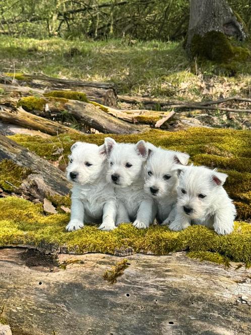 West Highland White terriër pups/westy/westie/cesar/pups, Dieren en Toebehoren, Honden | Jack Russells en Terriërs, Meerdere dieren