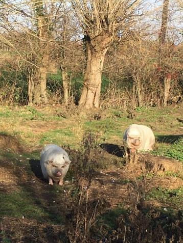 gratis twee hangbuikzwijntjes