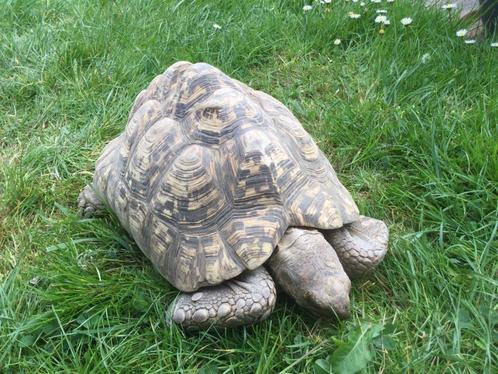 Stigmochelys pardalis gezocht!, Dieren en Toebehoren, Reptielen en Amfibieën, Schildpad, 11 jaar of ouder