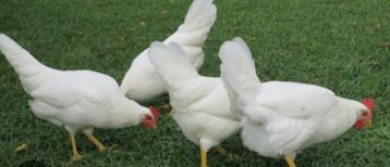 Poules pondeuses blanches