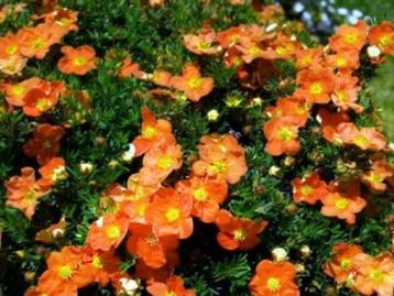 Potentilla fruticosa "tangerine"			