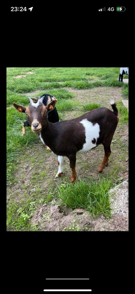 Dwerggeiten mieke choco tan bont + lammetje, Dieren en Toebehoren, Schapen, Geiten en Varkens