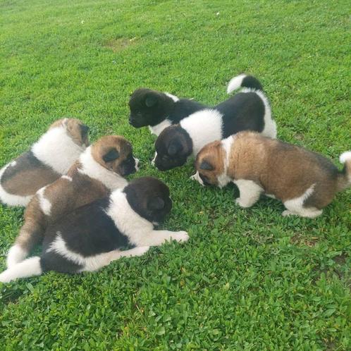 Amerikaanse Akita pups te koop, Dieren en Toebehoren, Honden | Poolhonden, Keeshonden en Oertypen, Meerdere dieren, Overige rassen