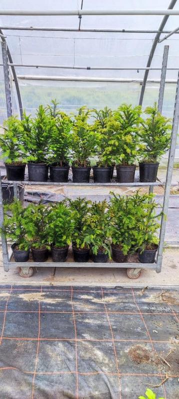 TAXUS, IF MATEN TAILLE 40/50/60/80/100/125/150/175/200 CM PO