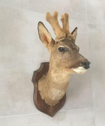 Hertekop, ree met gewei - taxidermie - bast wintergewei