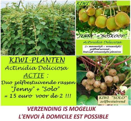 ACTIE: DUO KIWI PLANTEN "JENNY" + "SOLO" = 15€ per Duo, Tuin en Terras, Planten | Tuinplanten, Vaste plant, Fruitplanten, Volle zon