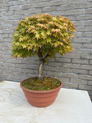Bonsai Acer palmatum holle boom