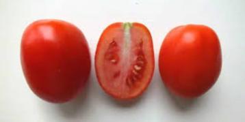 5 zaden tomaat Roma Rio Grande