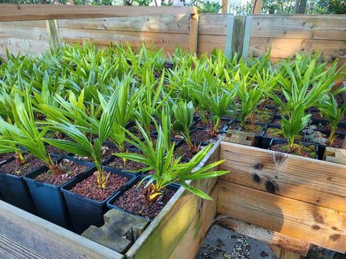 Trachycarpus fortunei palmpjes en vierkante palmpotten, Tuin en Terras, Planten | Tuinplanten, Ophalen