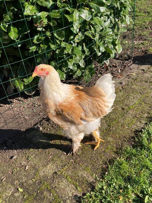 Jonge brahma haan, Animaux & Accessoires, Volatiles, Poule ou poulet, Mâle