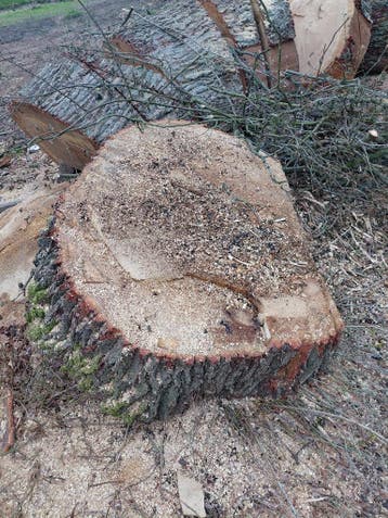 Boomstronken dia van 70cm tot 120cm