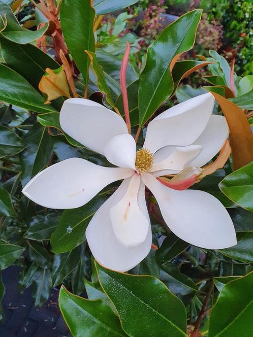 Magnolia grandiflora Kay Parris / à feuilles persistantes ‼️, Jardin & Terrasse, Plantes | Arbres, Arbre à bulbes, 250 à 400 cm