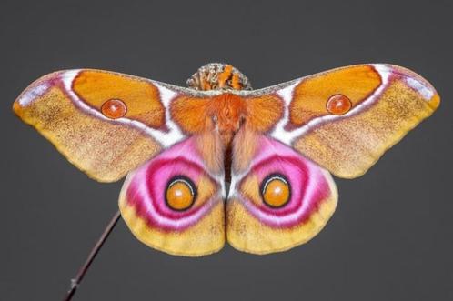 Antherina Suraka - Madagascar bullseye mot eitjes, Animaux & Accessoires, Insectes & Araignées, Papillons ou Chenilles