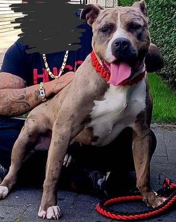 Reinstateer XL AMERICAN BULLY femelle AVEC pedigree