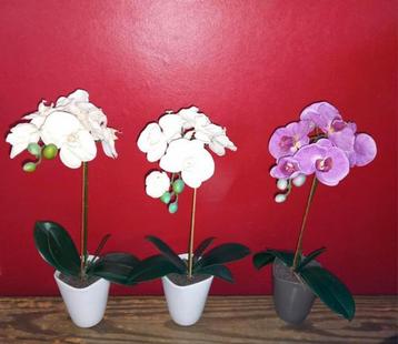 Orchideeen voor moederdag -> alles samen voor 5€