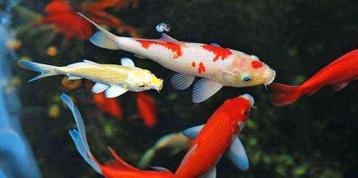 Goudvissen vijver gratis