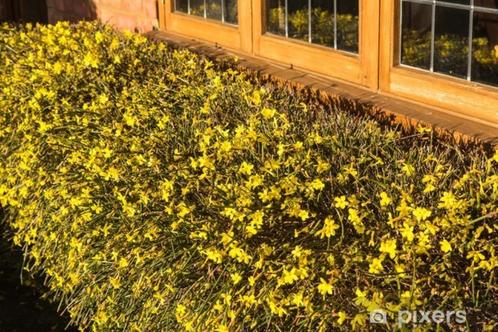 Jasmin d'hiver, Jardin & Terrasse, Plantes | Jardin, Plante fixe, Plantes grimpantes, Plein soleil, Hiver, Enlèvement