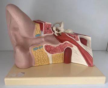 Anatomie - oor - oreille - VINTAGE - Deutsches Hygiene M