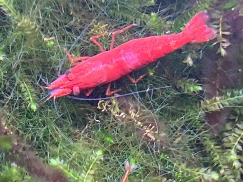 20 crevettes rouges : "Bloody Mary High Grade" (exp. + retr., Animaux & Accessoires, Poissons | Poissons d'aquarium, Poisson d'eau douce