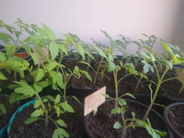 tomaten planten