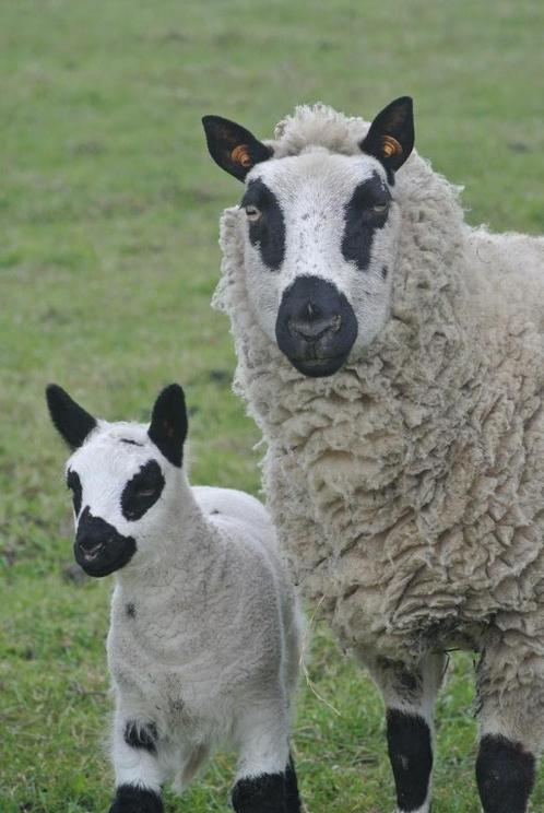 Kerry Hill, Animaux & Accessoires, Moutons, Chèvres & Cochons, Mouton, Femelle