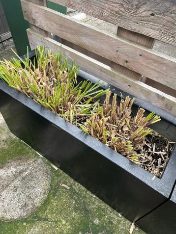 Siergrassen (zonder pot)