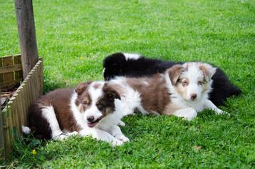 Border collie puppies geboren op boerderij