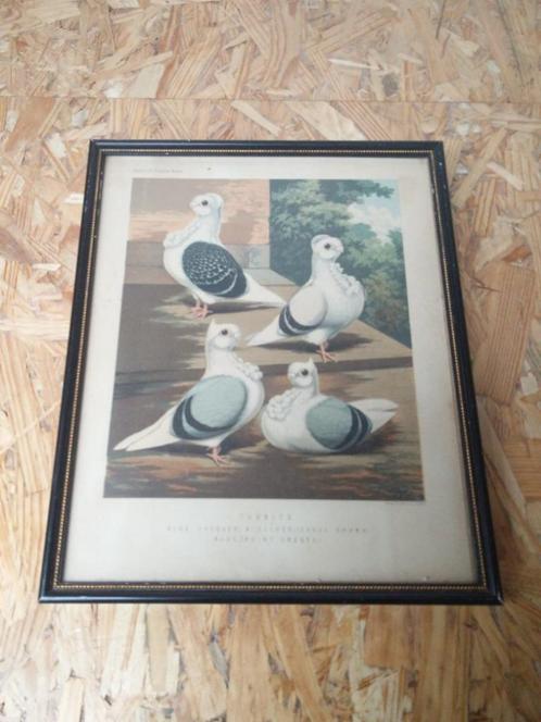 Antique Turbits framed print from Cassell’s Pigeon Book duif, Antiquités & Art, Art | Lithographies & Sérigraphies, Enlèvement ou Envoi