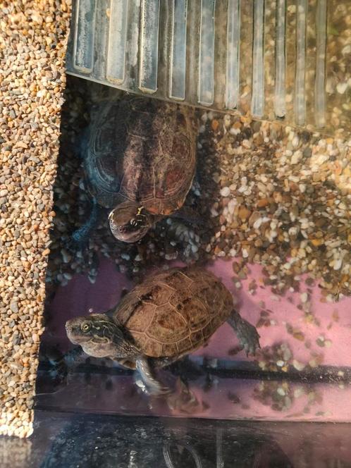 2 waterschildpadden met aquarium en toebehoren + voedsel, Dieren en Toebehoren, Reptielen en Amfibieën, Schildpad, 3 tot 6 jaar