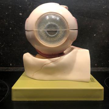 SOMSO Modèle anatomique vintage : l'œil
