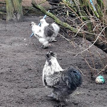 Zijdehoen haantjes zoeken een nieuw huisje