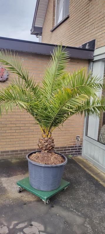 Palm plant