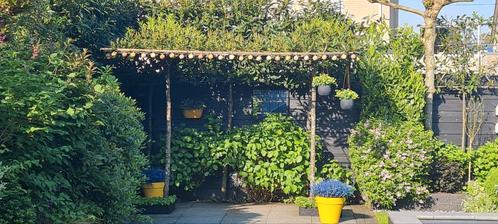 laurier de toit à vendre 2 pièces, Jardin & Terrasse, Plantes | Arbres, Enlèvement