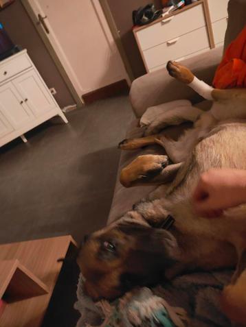 Mechelse herder Reu 3jaar. (Joey)