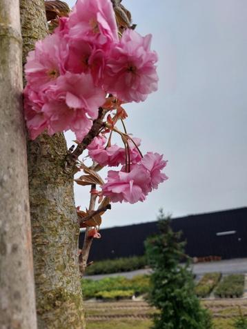 Cerises japonaises (arbres et buissons en fleurs)