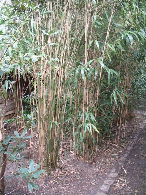Bamboe PSEUDOSASA japonica ,wintergreen, Jardin & Terrasse, Plantes | Jardin, Enlèvement ou Envoi