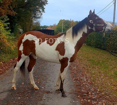 Overo paint hengst ter dekking voor 2024, Animaux & Accessoires, Chevaux, Étalon, 3 à 6 ans, Avec pedigree, Avec puce électronique