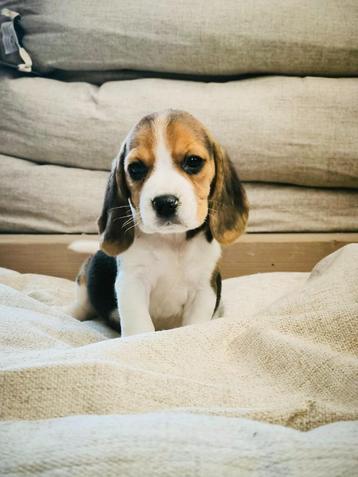 Chiots Beagle, nés ici, à vendre 