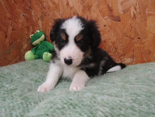 Border collie puppy's 9 weken oud, Animaux & Accessoires, Chiens | Bergers & Bouviers, Plusieurs animaux, Colley, Éleveur | Professionnel
